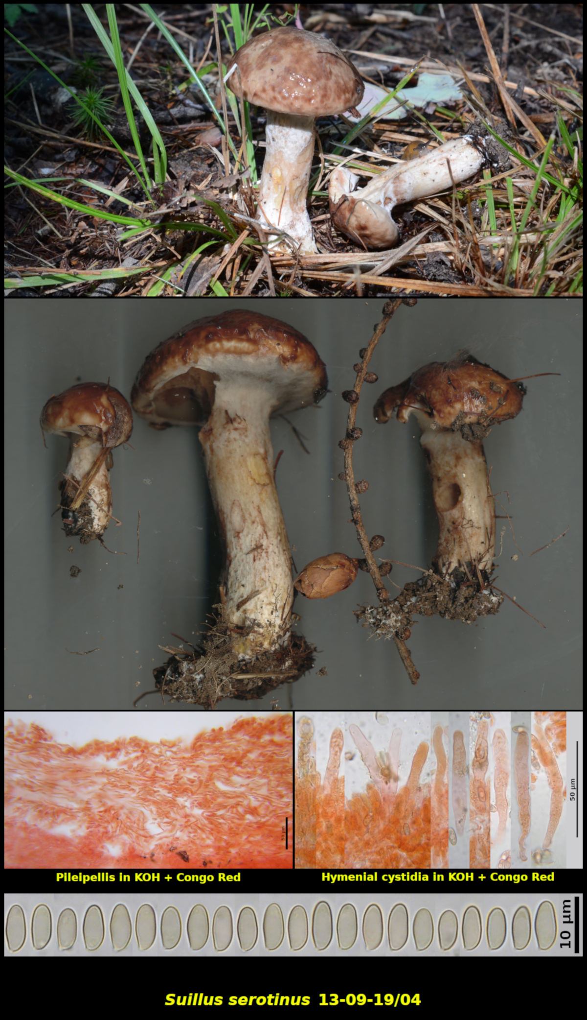 Picture of Suillus_serotinus